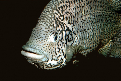 Nandopsis tetracanthus Cichlidae