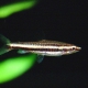 picture of Nannostomus digrammus