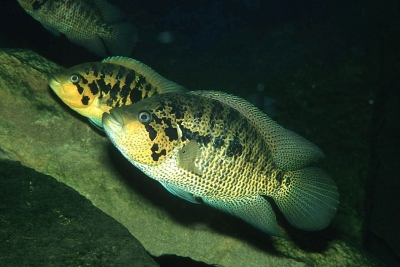Parachromis friedrichsthalii Cichlidae