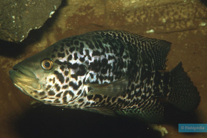 Parachromis managuensis - guapote tigre nicaragüense