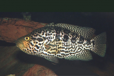 pez jaguar