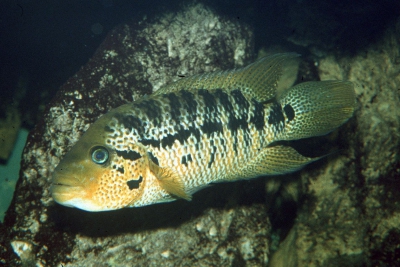 Parachromis motaguensis Cichlidae