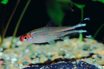 Faux nez rouge Characidae