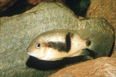 Chuco intermedium