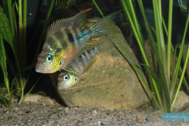 Thorichthys aureus
