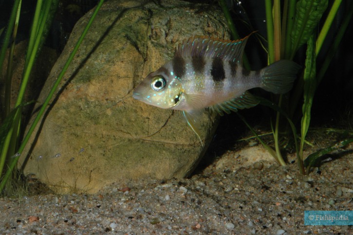 Thorichthys aureus