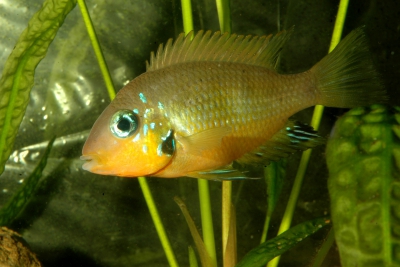 Thorichthys socolofi Cichlidae