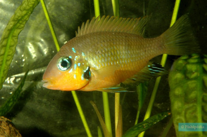 Thorichthys socolofi