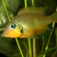 picture of Thorichthys socolofi