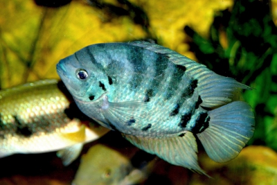 Viejita Cichlidae