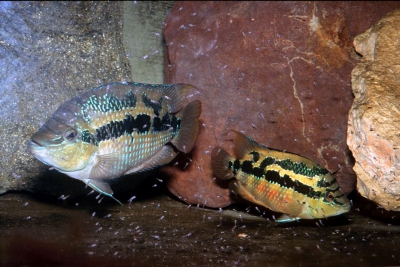 Trichromis salvini Cichlidae