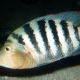 picture of Mayaheros urophthalmus