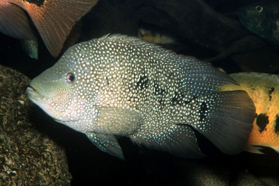 Herichthys cyanoguttatus
