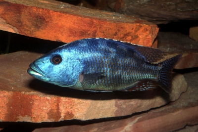Léopard du Malawi Cichlidae
