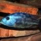 picture of Nimbochromis fuscotaeniatus