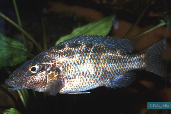 Nimbochromis linni