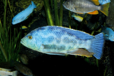 Dormeur Cichlidae
