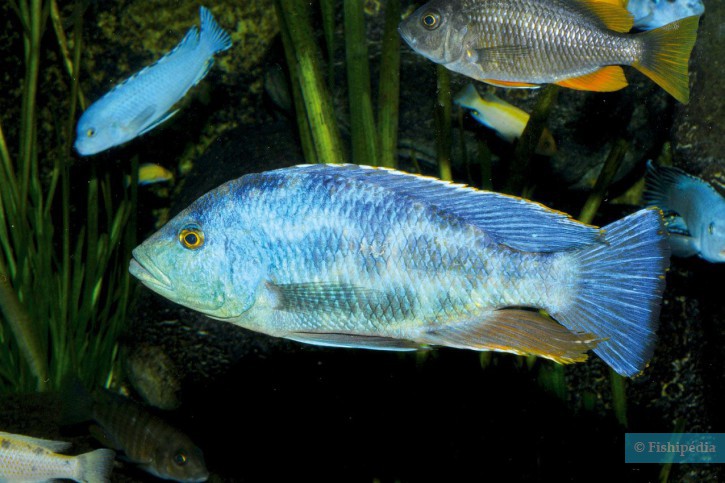 Nimbochromis livingstonii