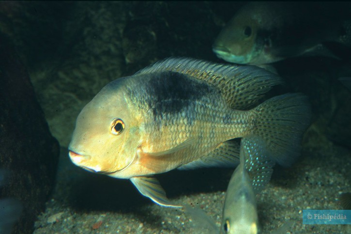 Hypsophrys nicaraguensis - moga