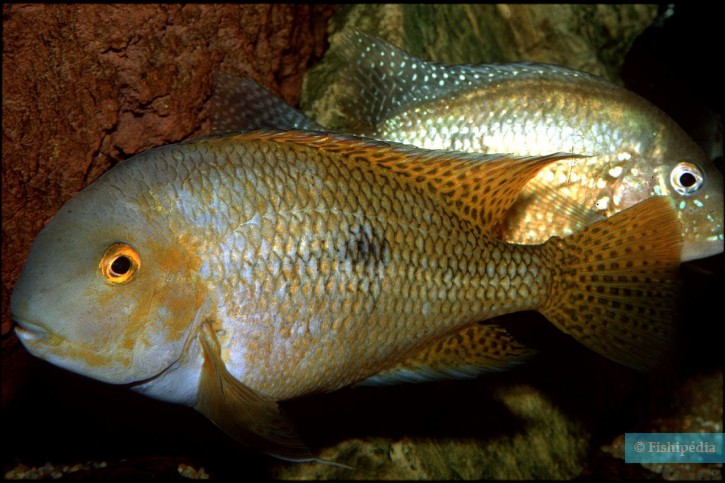 Hypsophrys nicaraguensis - moga