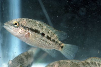 Mojarra tacheté Cichlidae