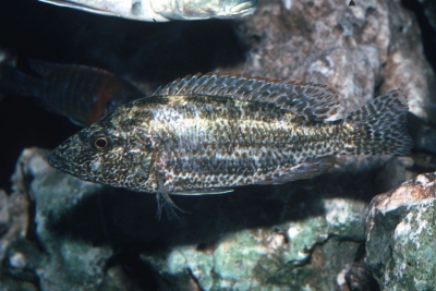 Polystigma Cichlidae