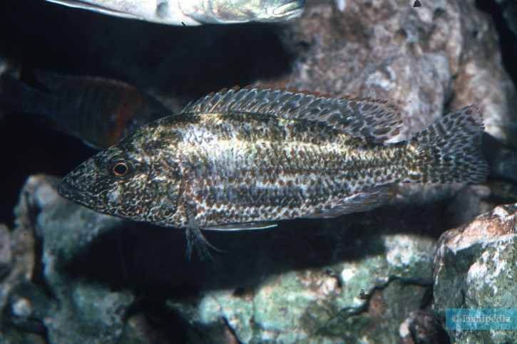 Nimbochromis polystigma