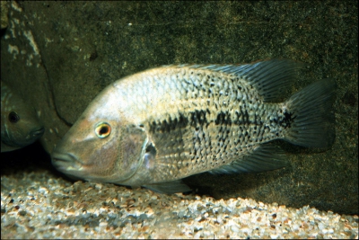 Nosferatu pratinus Cichlidae