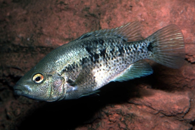Nosferatu steindachneri Cichlidae