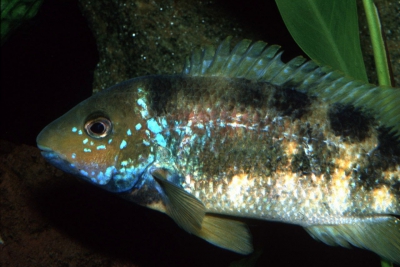 Theraps irregularis Cichlidae