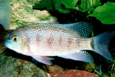 Rheoheros lentiginosus Cichlidae