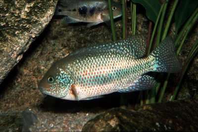Microphthalmus Cichlidae