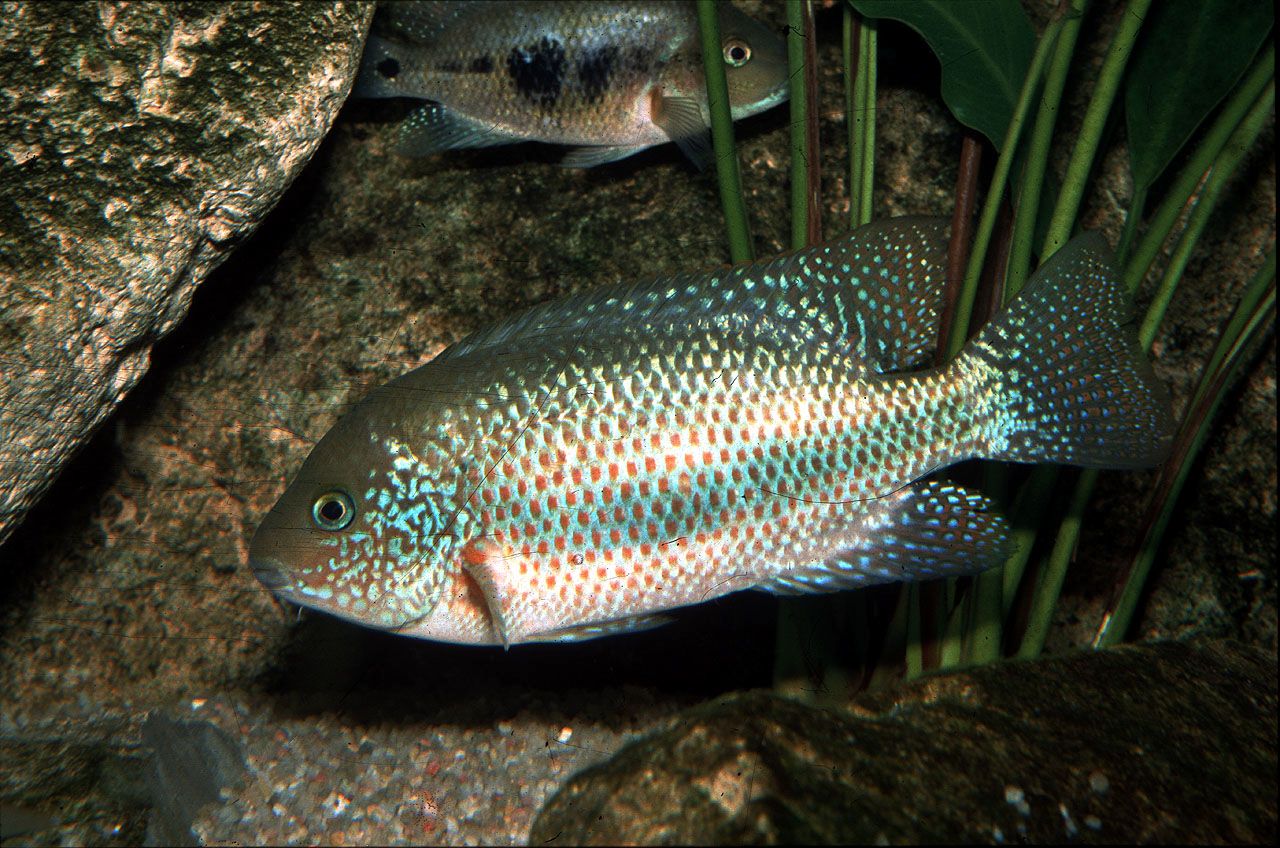 Chuco microphthalmus