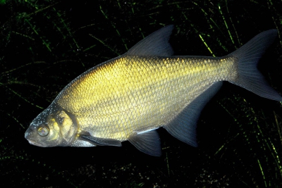 brème commune Leuciscidae