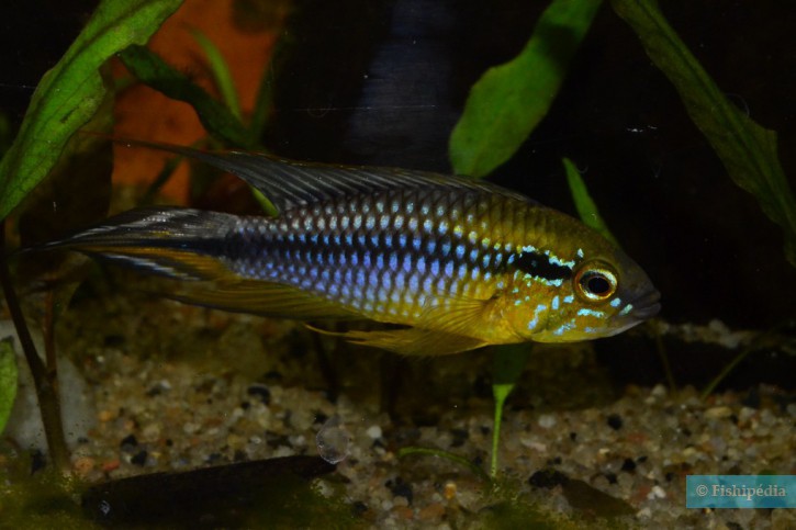 Apistogramma agassizii - cíclido enano de Agassizzii