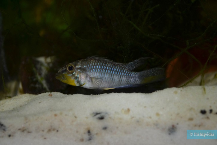 Apistogramma barlowi