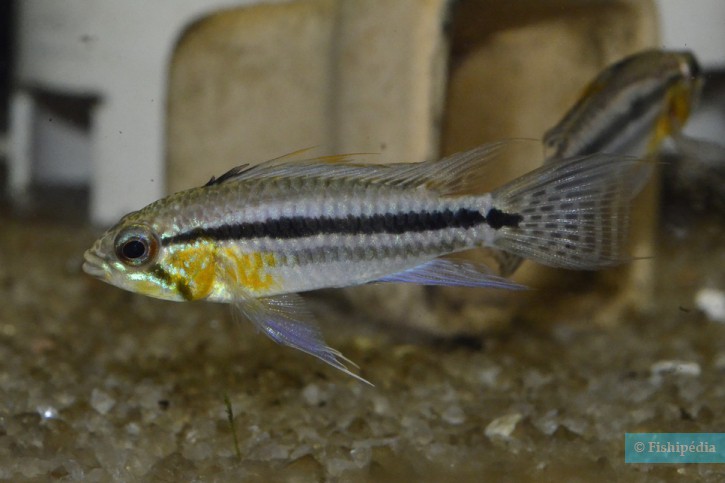 Apistogramma bitaeniata