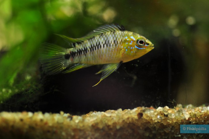 Apistogramma borellii