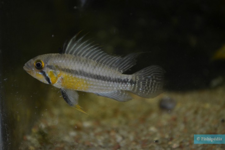 Apistogramma cacatuoides