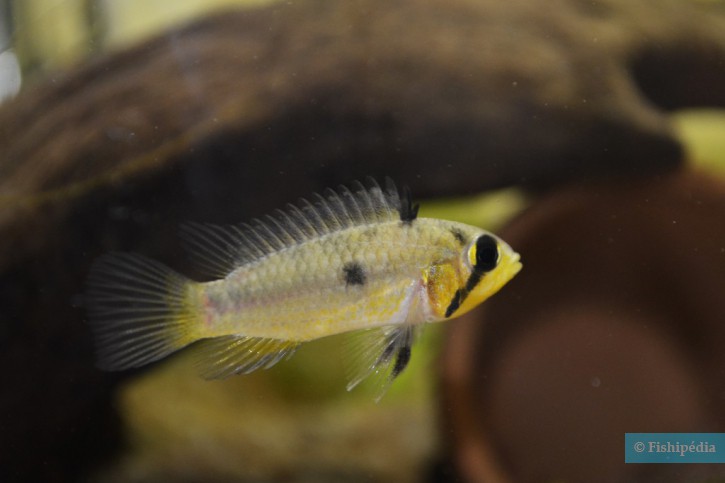 Apistogramma cacatuoides
