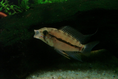 Apistogramma caetei Cichlidae