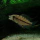 picture of Apistogramma caetei