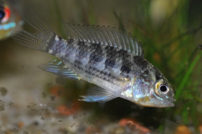 Apistogramma commbrae