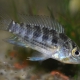 picture of Apistogramma commbrae