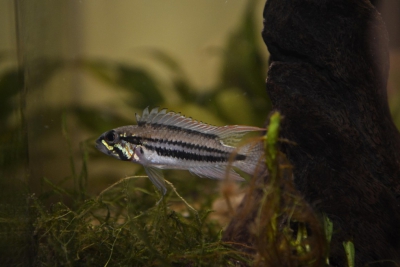 Apistogramma diplotaenia