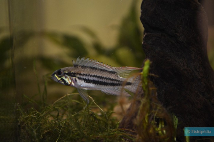 Apistogramma diplotaenia