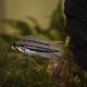 picture of Apistogramma diplotaenia