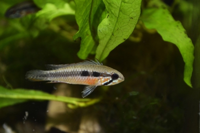 Apistogramma elizabethae Cichlidae