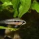 picture of Apistogramma elizabethae