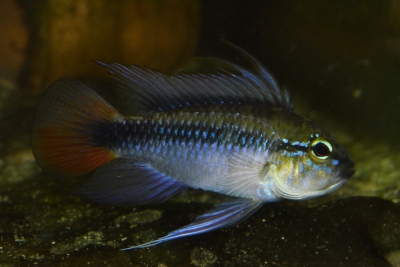 Apistogramma erythrura Cichlidae
